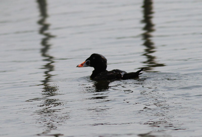 Surf Scoter - Amy McAndrews