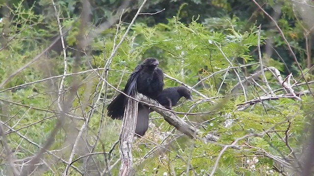 Smooth-billed Ani - ML630075343