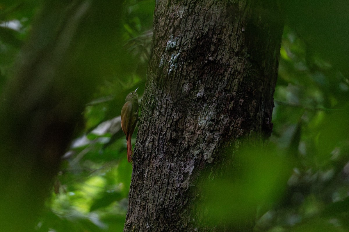 Olivaceous Woodcreeper (Grayish) - ML630075613