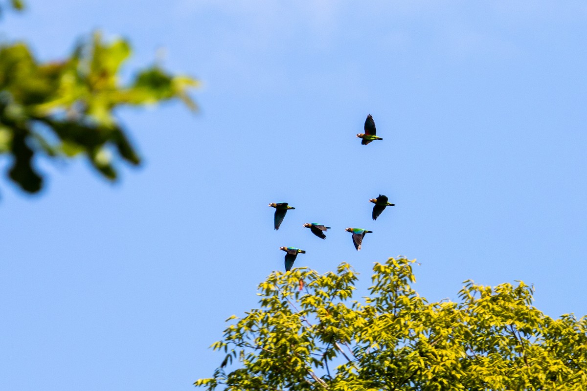 Brown-hooded Parrot - ML630075620