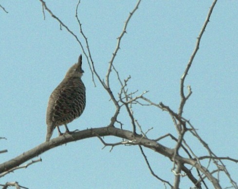 Banded Quail - ML630075724