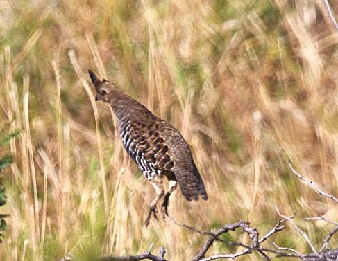 Banded Quail - ML630075791