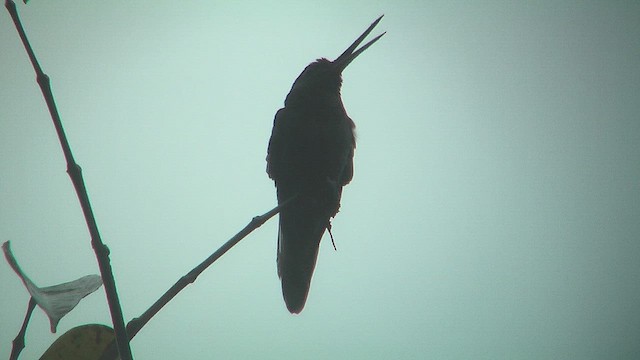 Colibri à queue blanche - ML630076221