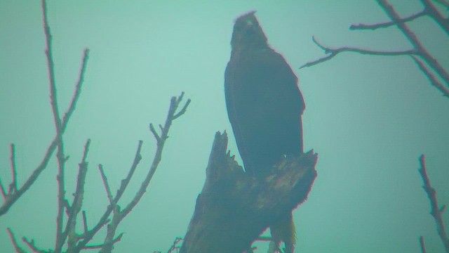 Russet-backed Oropendola - ML630076249