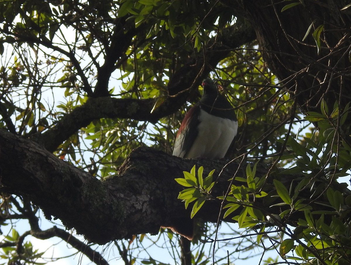 New Zealand Pigeon - ML630076351