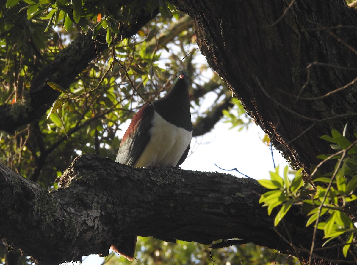 New Zealand Pigeon - ML630076352