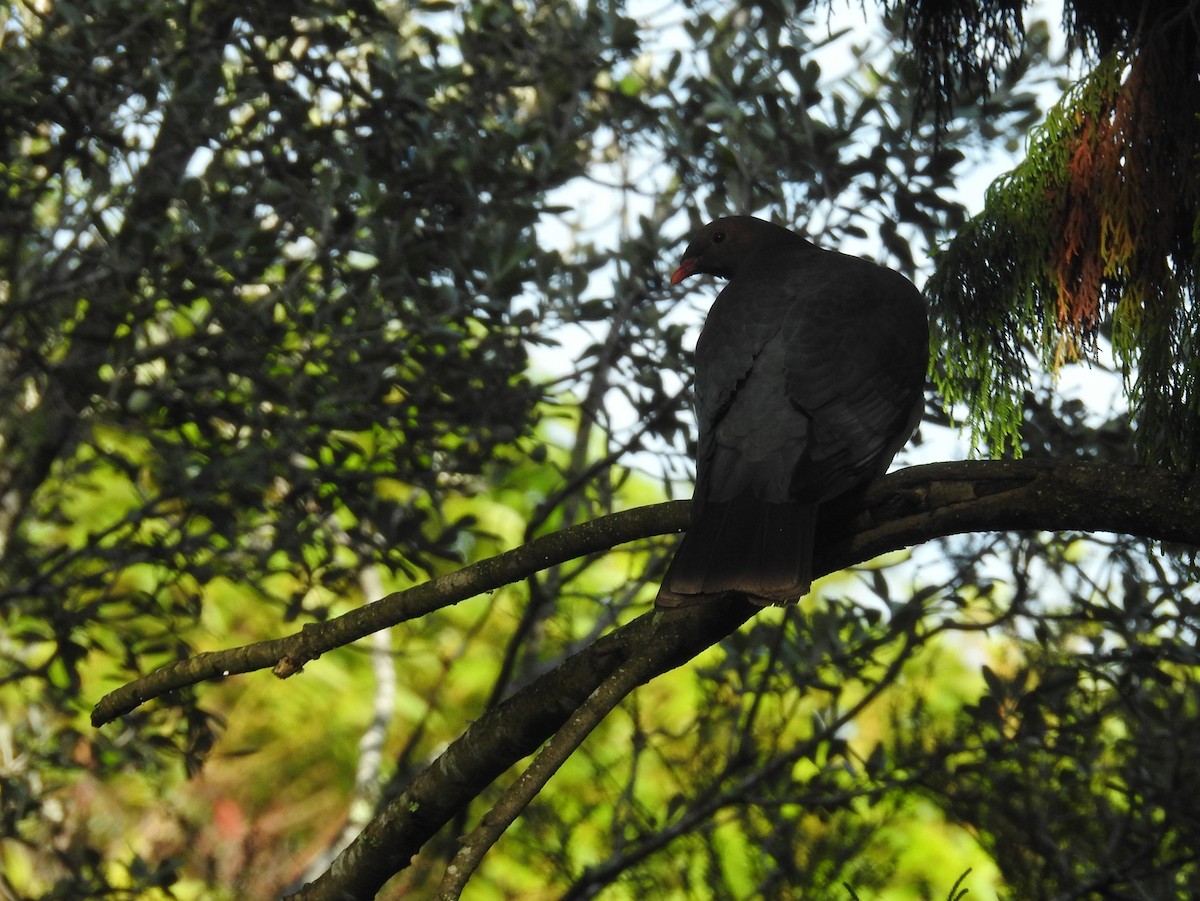 New Zealand Pigeon - ML630076353