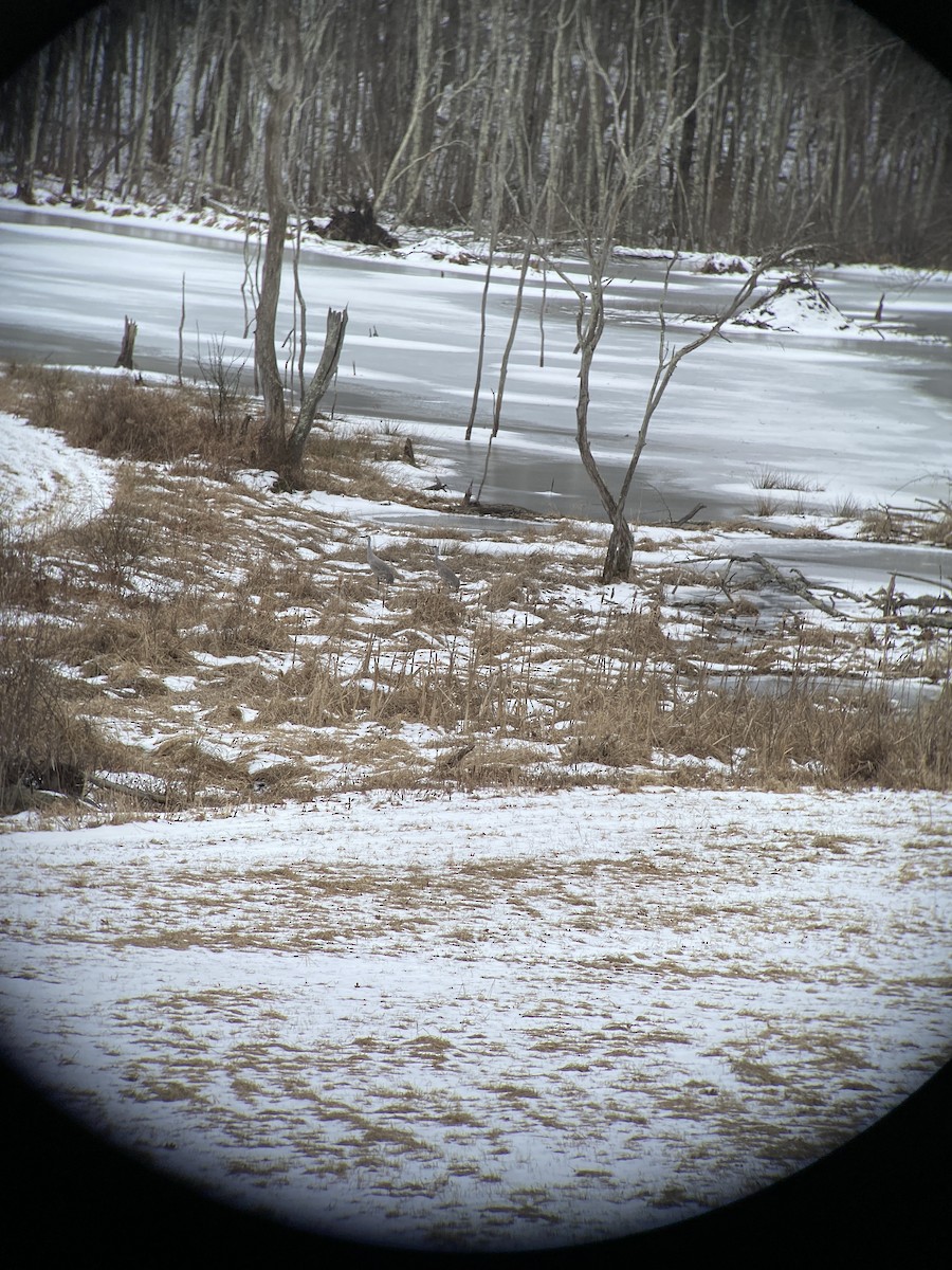 Sandhill Crane - ML630076451