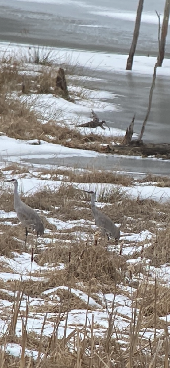 Sandhill Crane - ML630076453