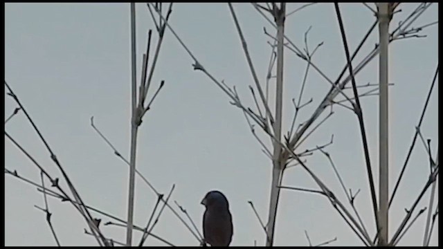 Ultramarine Grosbeak - ML630076464