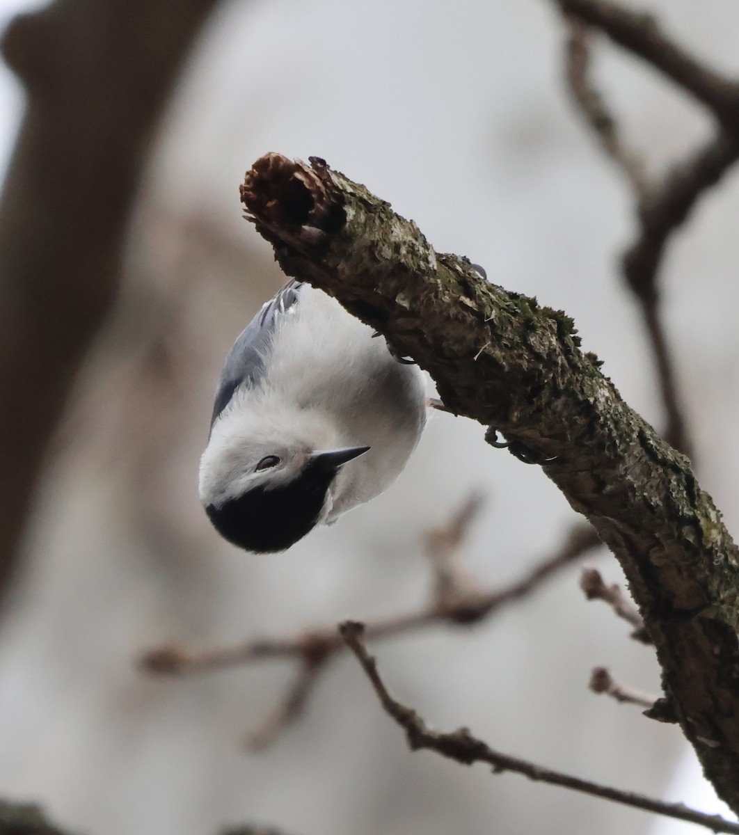 White-breasted Nuthatch - ML630076536