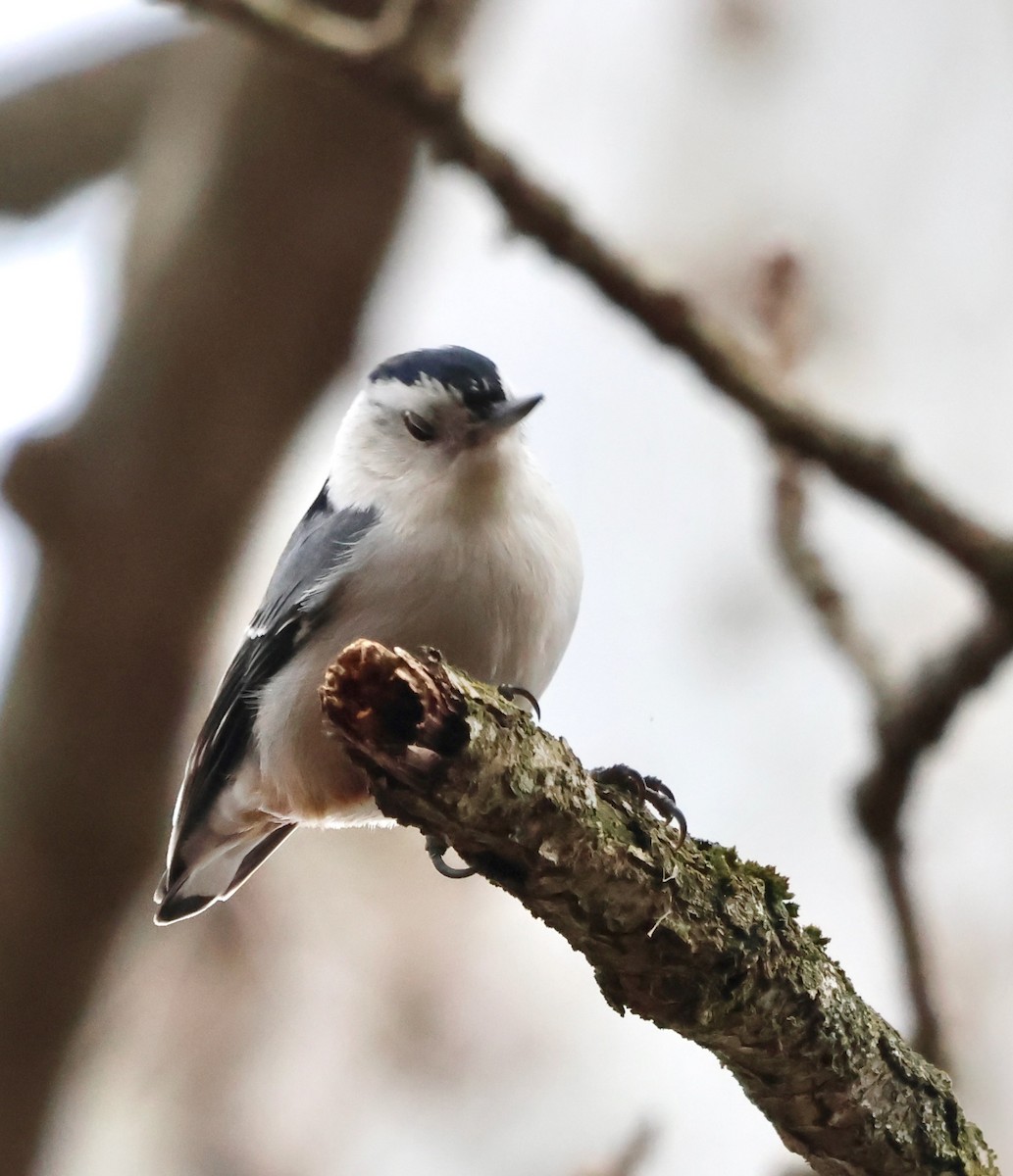 White-breasted Nuthatch - ML630076537