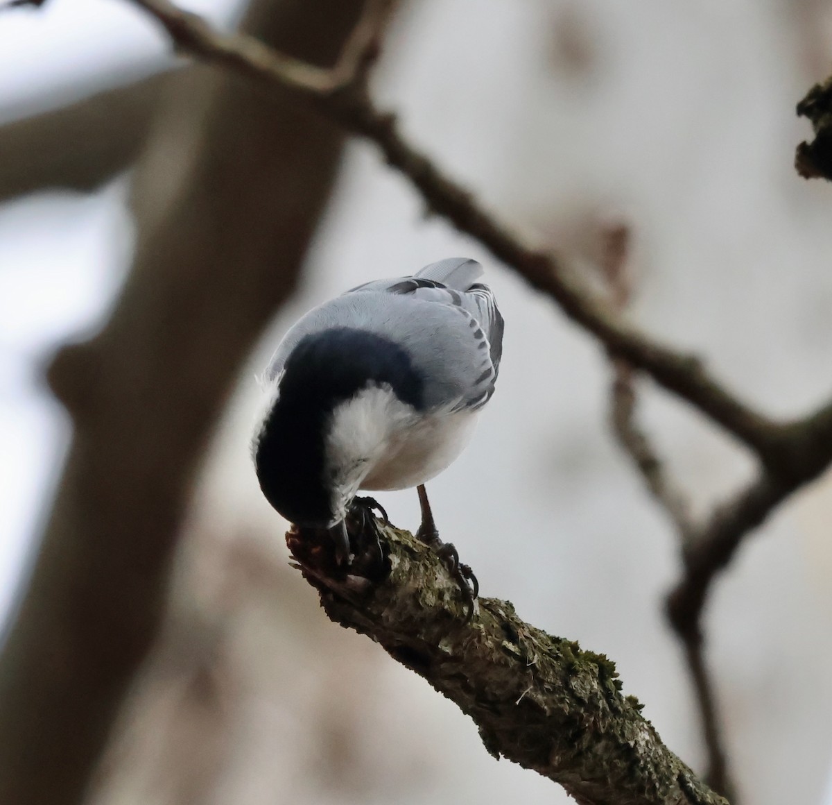 White-breasted Nuthatch - ML630076538