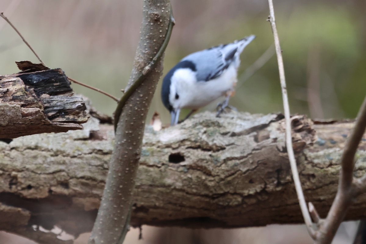 White-breasted Nuthatch - ML630076539