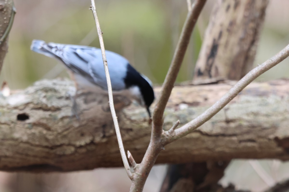 White-breasted Nuthatch - ML630076540