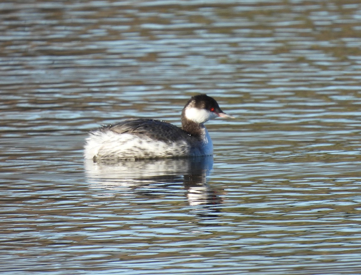 Grèbe esclavon - ML630076603