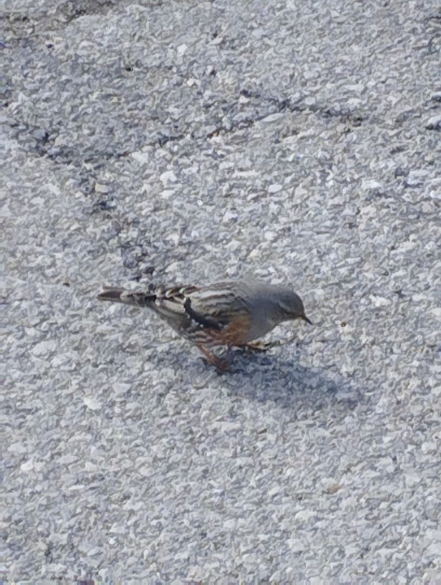 Alpine Accentor - ML630076691