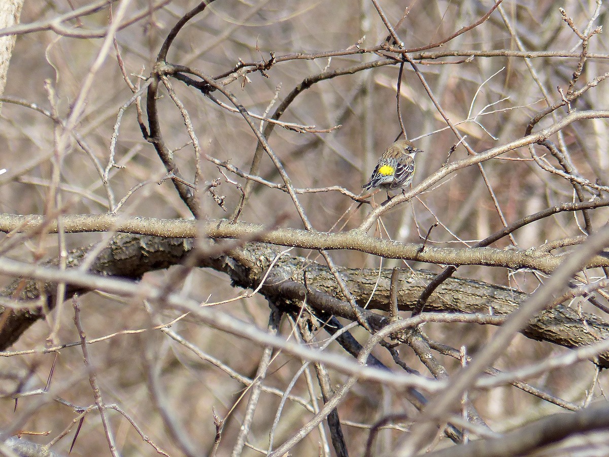 Yellow-rumped Warbler - ML630077033