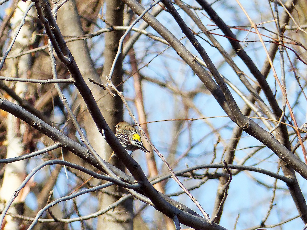 Yellow-rumped Warbler - ML630077039