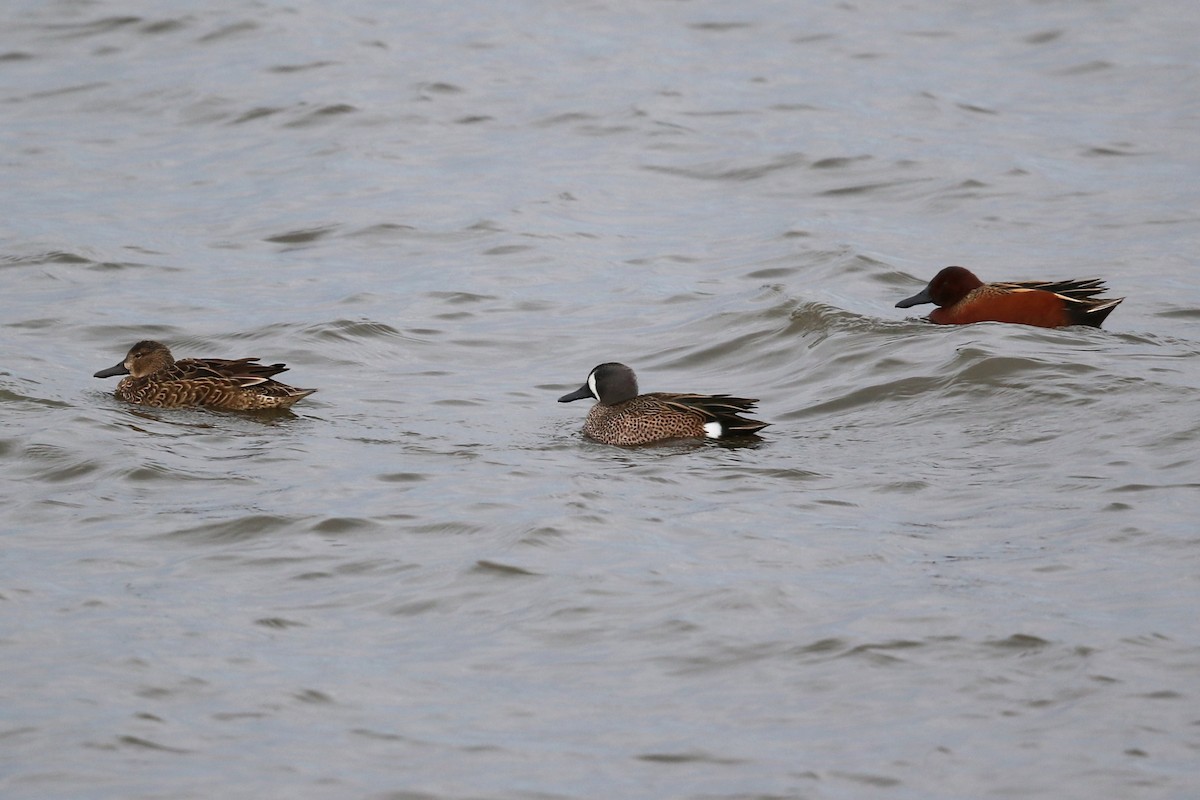 Blue-winged Teal - ML630077306