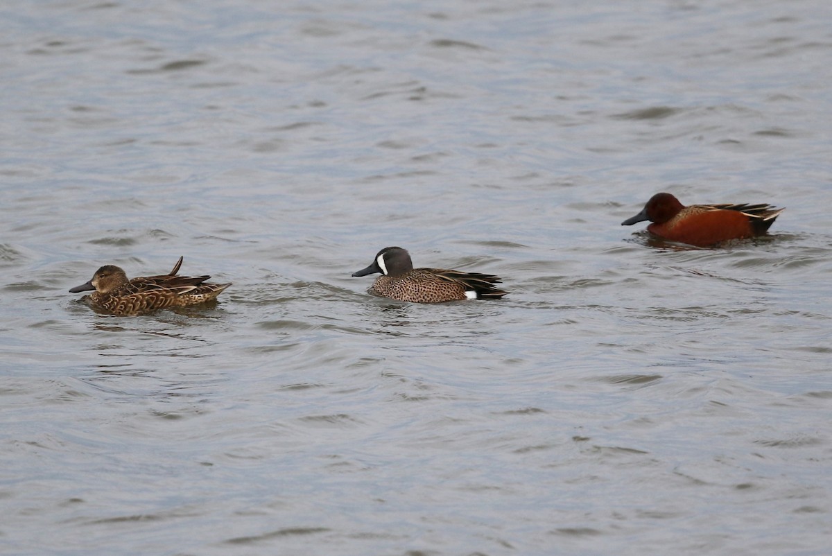 Blue-winged Teal - ML630077314
