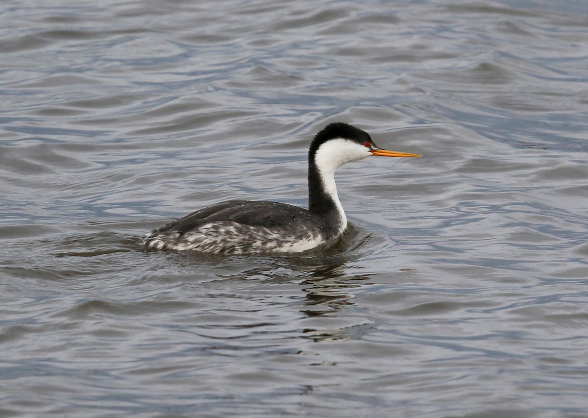 Western/Clark's Grebe - ML630077323