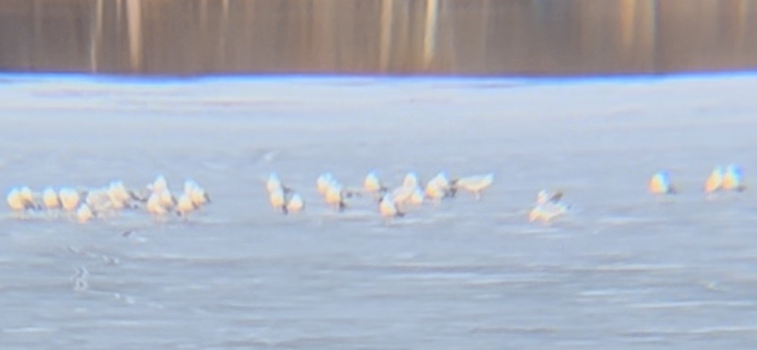Ring-billed Gull - ML630077505
