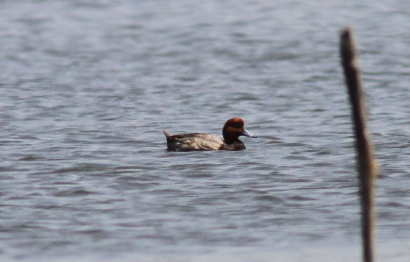 Redhead - ML63007751