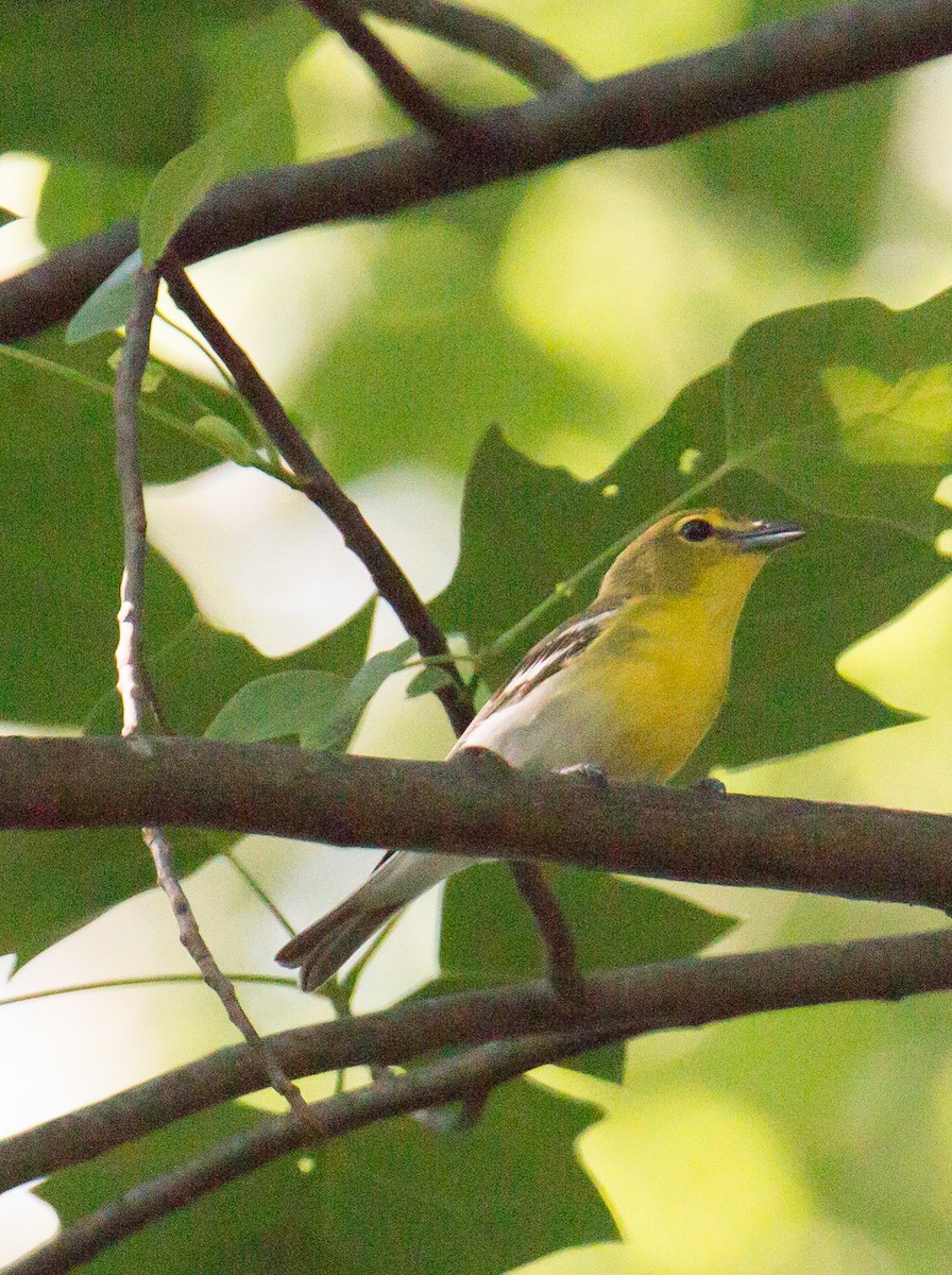 Yellow-throated Vireo - ML630077563