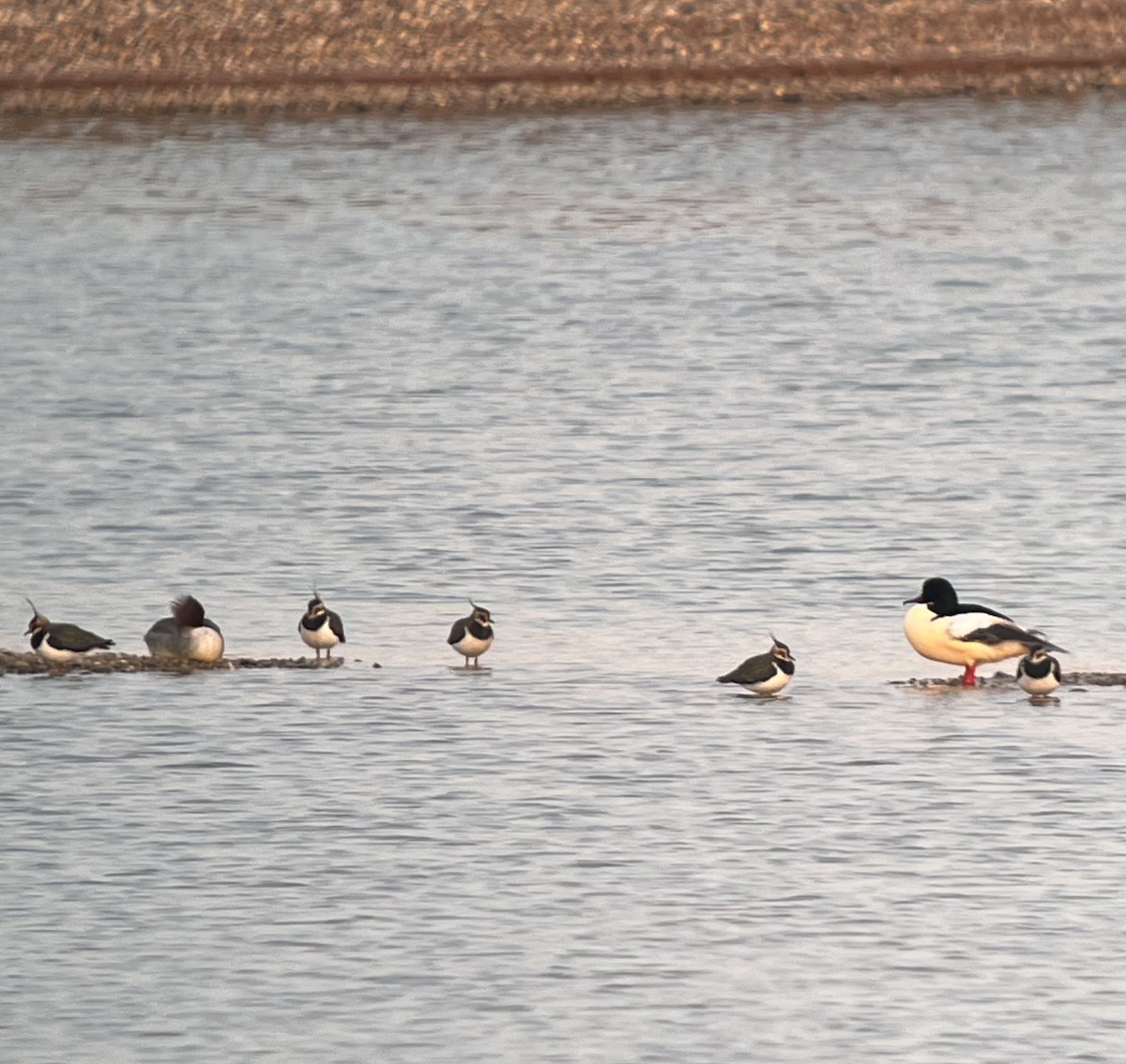 Common Merganser - ML630077588