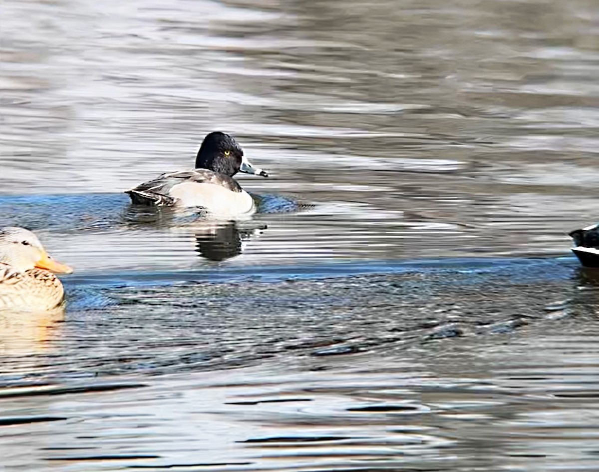 Ring-necked Duck - ML630077609