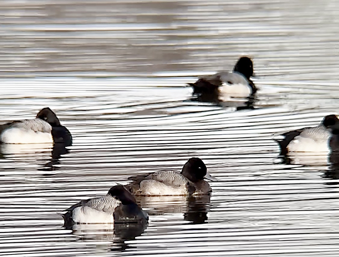 Lesser Scaup - ML630077639