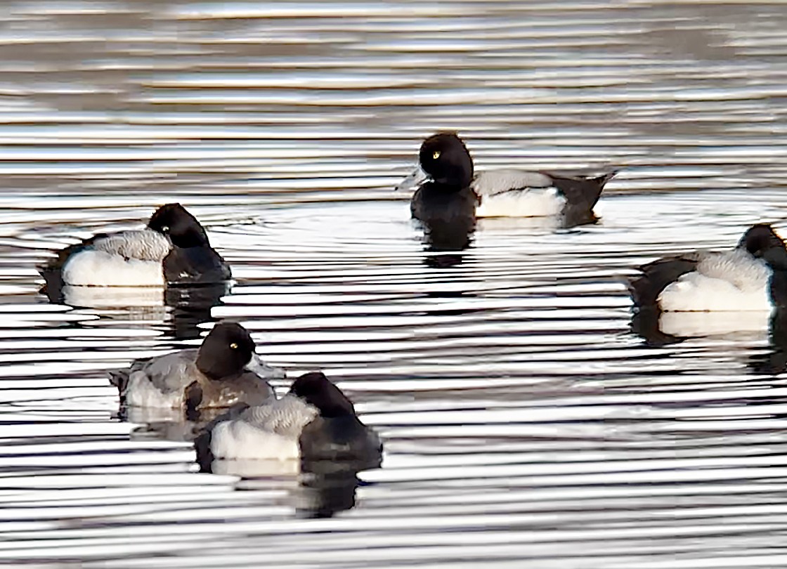 Lesser Scaup - ML630077646