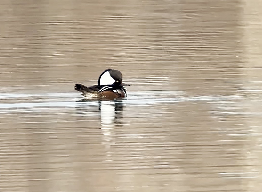 Hooded Merganser - ML630077668