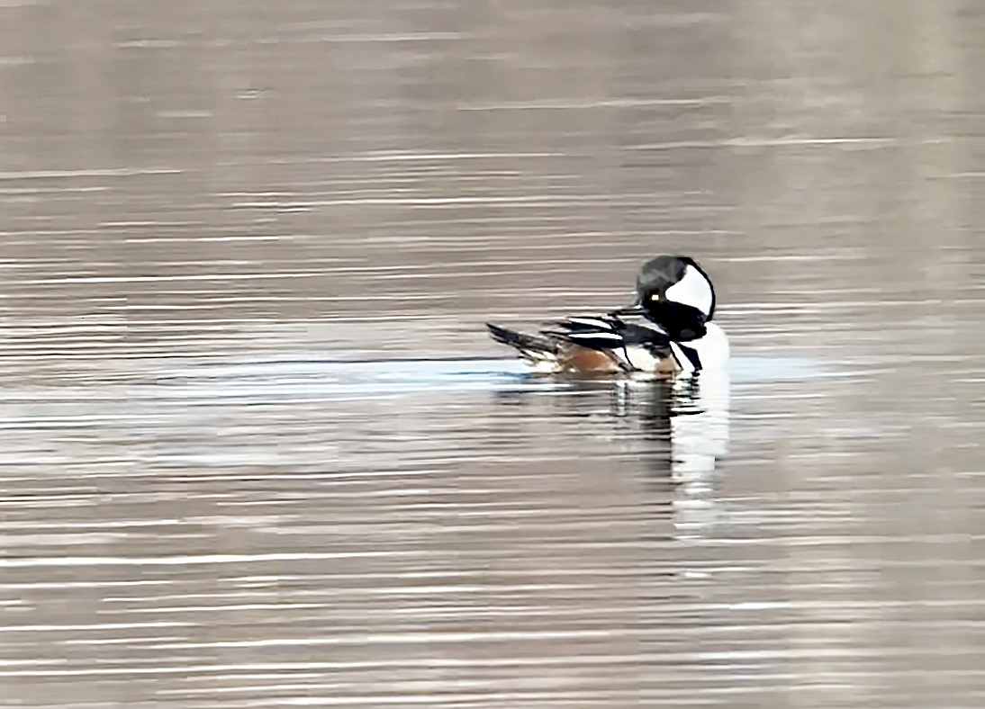 Hooded Merganser - ML630077673