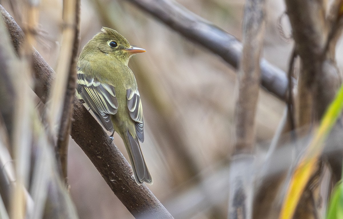 Western Flycatcher - ML630077899