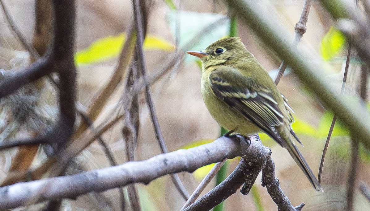 Western Flycatcher - ML630077900