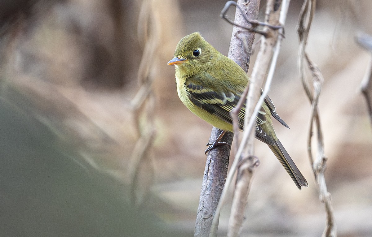 Western Flycatcher - ML630077901