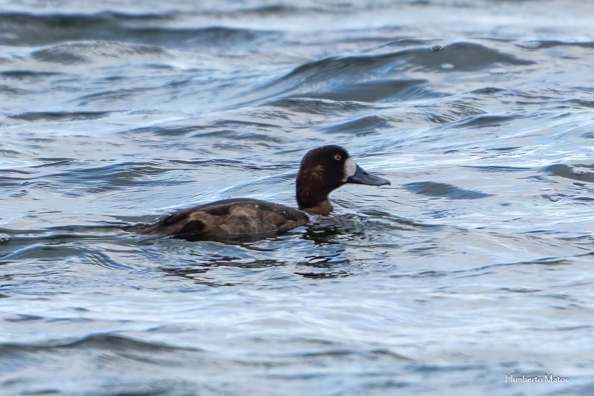 Greater Scaup - ML630078086