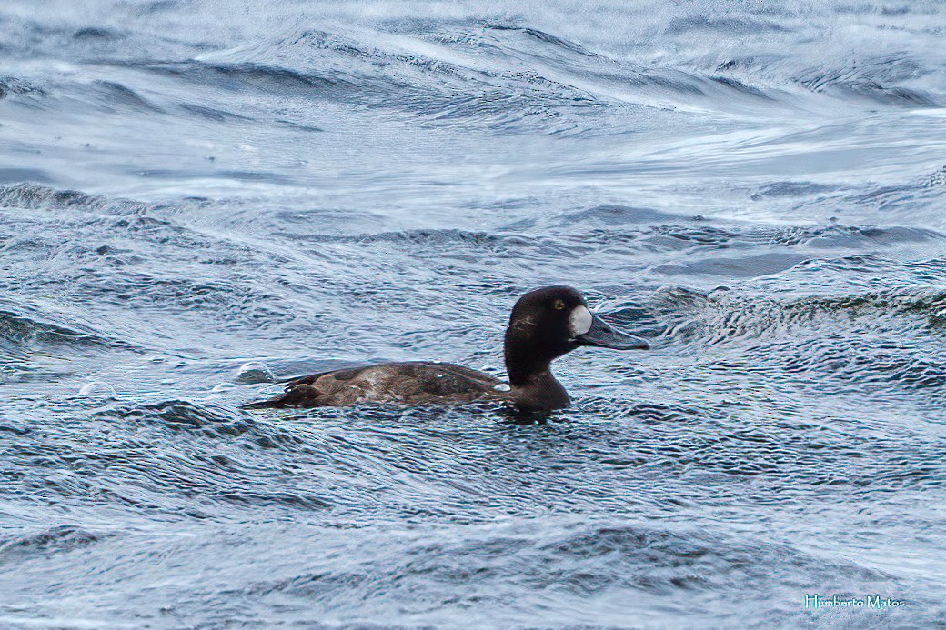 Greater Scaup - ML630078098