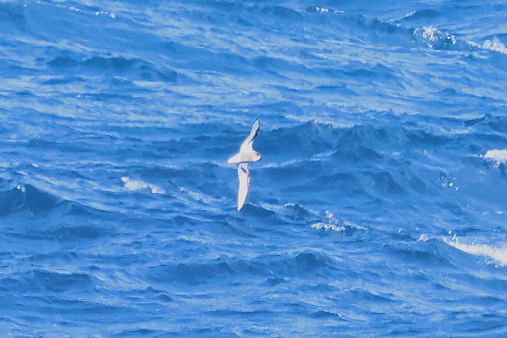 Mottled Petrel - ML630078104