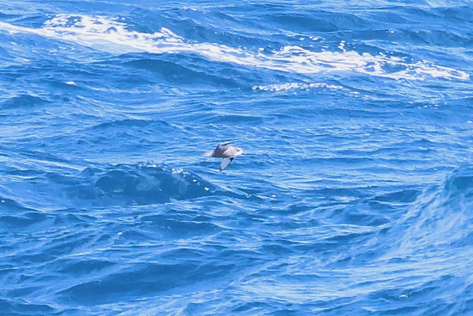 Mottled Petrel - ML630078106