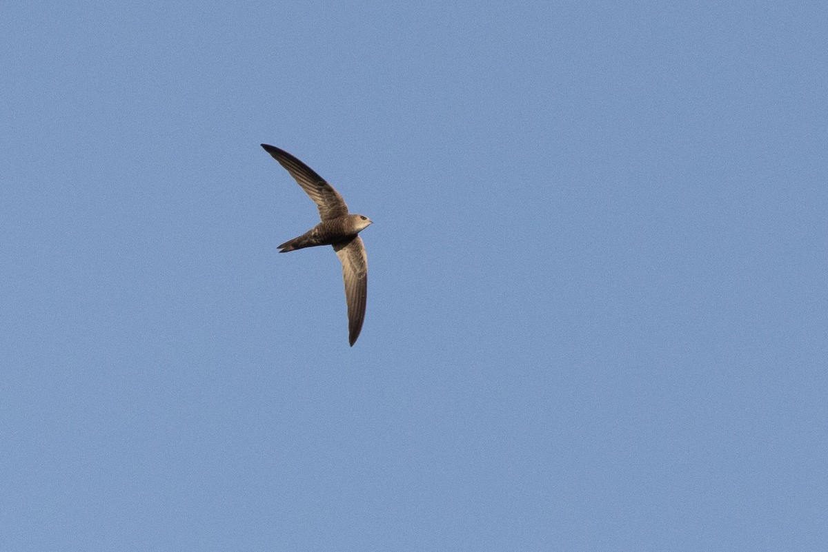 Pallid Swift - ML630078256