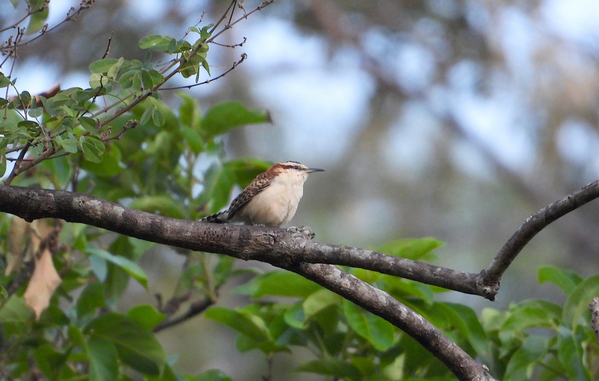 Rufous-backed Wren - ML630078500