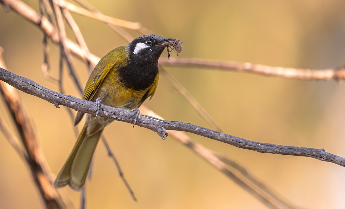 White-eared Honeyeater - ML630078583