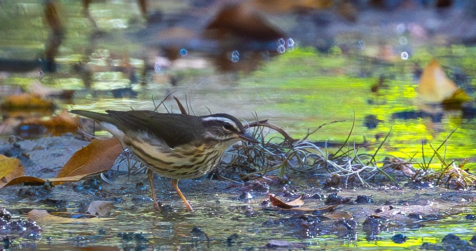 Louisiana Waterthrush - ML630078676