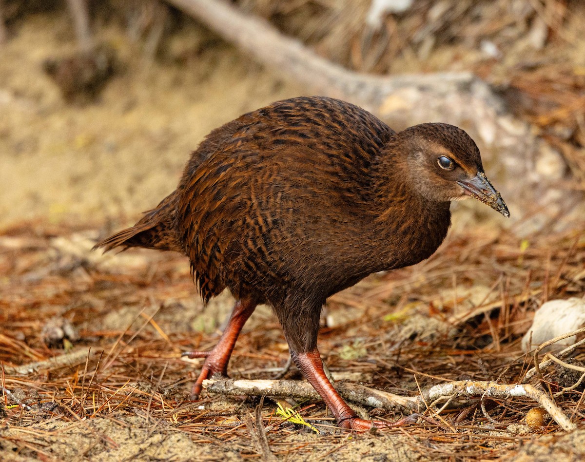 Weka - ML630078677