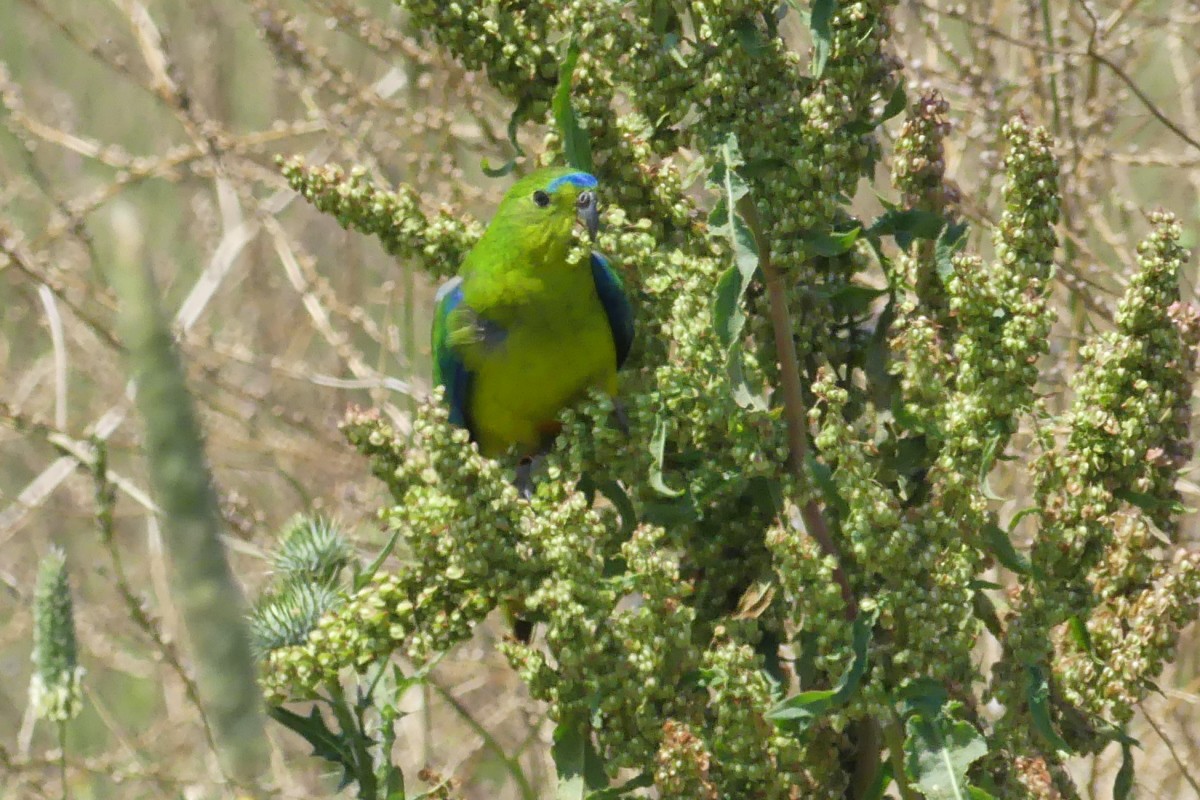 Orange-bellied Parrot - ML630078784