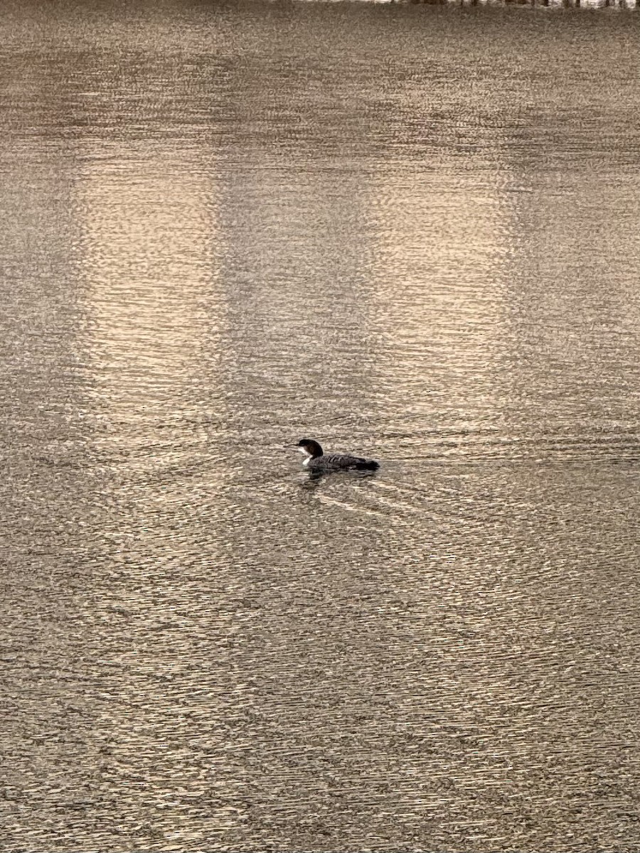 Common Loon - ML630078788