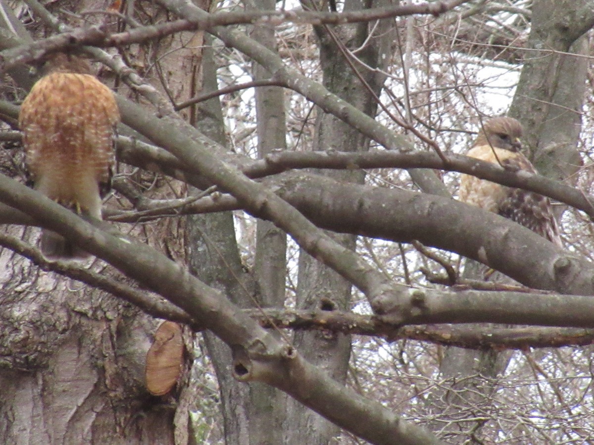 Red-shouldered Hawk - ML630078795